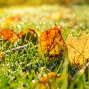 Buntes Herbstlaub liegt auf feuchtem Rasen.