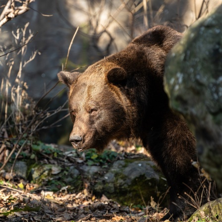 Ein Braunbär