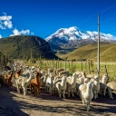 Ecuador: Tal der Hundertjährigen | Chimborazo | Leben im Vulkan