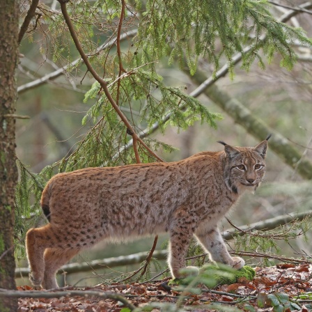 Zwischen Schutz und Schuss - So geht’s dem Luchs in Bayern