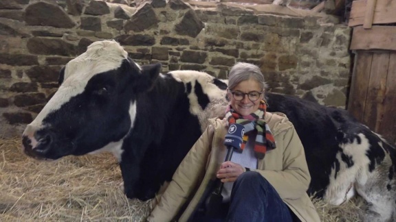 Morgenmagazin - Moma-reporter: Kuhkuscheln Auf Dem Bauernhof