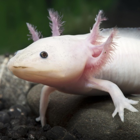 Der Axolotl - Ein Leben im Larvenstadium