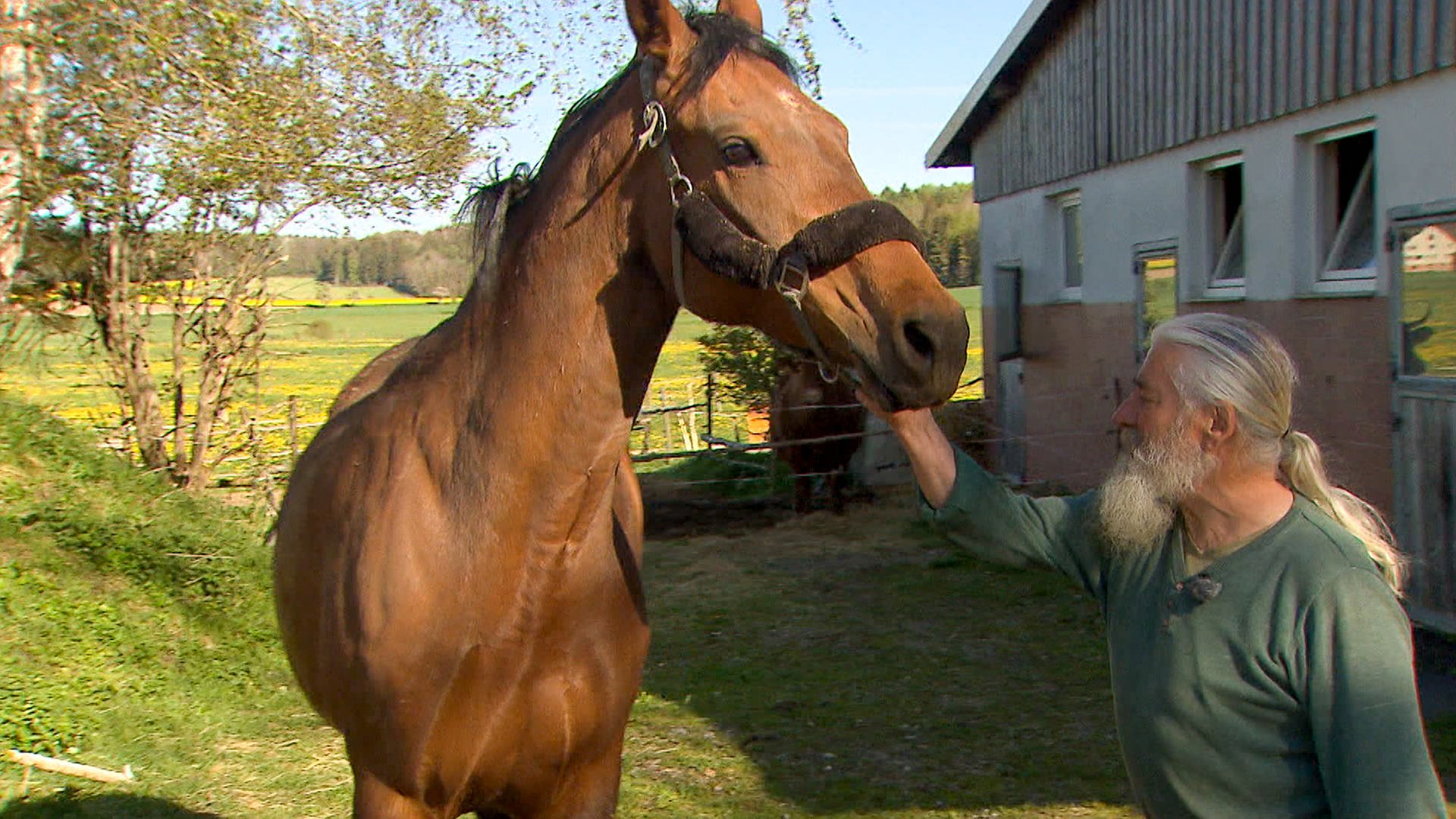 Doku & Reportage Pferde, Pfauen und die große Liebe ARD Mediathek