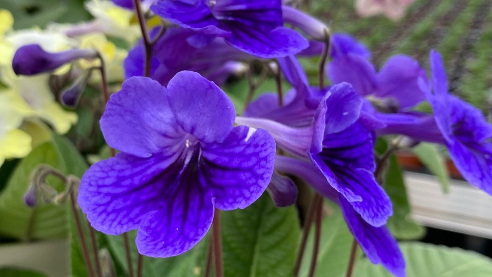 Schner Dauerblher: Streptocarpus vorgestellt