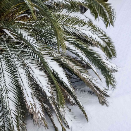 Eine Palme im Schnee. 