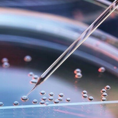 Eine Petrischale für die Stammzellenforschung
