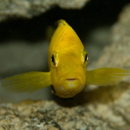 Die Tierdocs: Fisch mag Limo-Mischungen