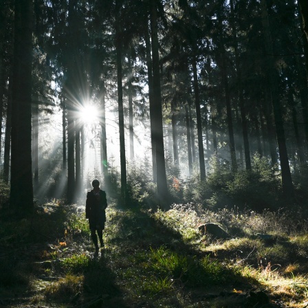 Eine Spaziergängerin ist im Wald am Kleinen Feldberg im Taunus unterwegs, während die Sonne zwischen den Bäumen hindurchscheint.