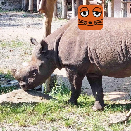 Nashorn Malte in seinem Gehege