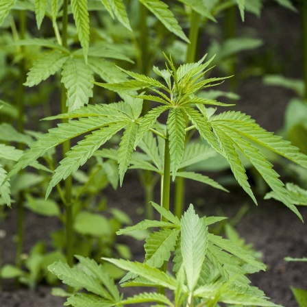 Cannabis Pflanzen
