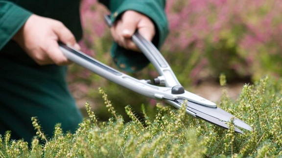 Morgenmagazin - Service: Rückschnitt Im Garten