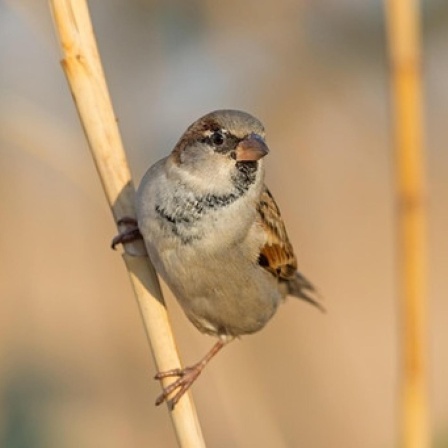 Von wegen Spatzenhirn - Forschende lösen Rätsel um Vogelintelligenz
