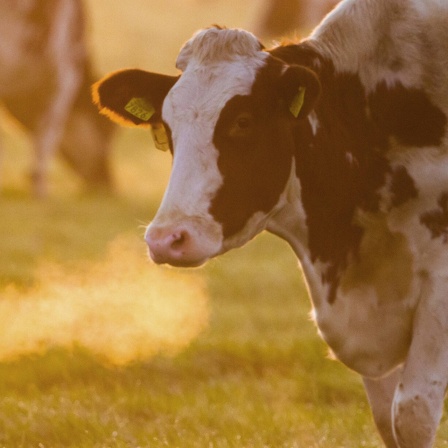 Eine Kuh steht auf der Weide im roten Morgenlicht, undscharf im Hintergrund weitere Kühe, Atemwölchen durch warmen Atem der Kuh.