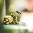 Mehrere Bienen fliegen zu einem Bienenkasten.