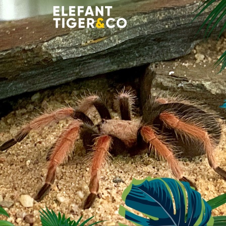 Eine Spinne, darüber der Schriftzug: Elefant, Tiger und Co