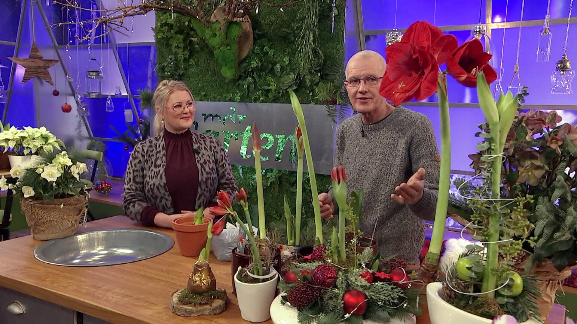 MDR Garten Ritterstern Das Amaryllisgewächs im Weihnachtsgesteck