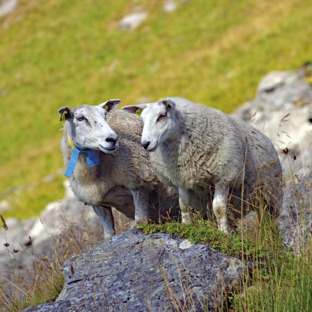 Zwei Schafe stehen auf felsigem Gelände inmitten grüner Wiesen in einer bergigen Naturlandschaft in den Lofoten, Norwegen.