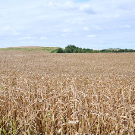 Trrockenes Maisfeld bei Oberbarnim