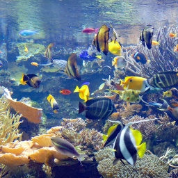 Aquarium "Korallen-Saumriff" mit Fischen im Tropen-Aquarium Hamburg.