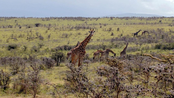 Erlebnis Erde - Das Tal Des Lebens - Afrikas Rift Valley (1)