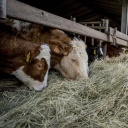Kälber bekommen Heu auf einem niederländischen Bauernhof 