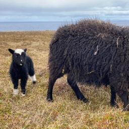 ein Lamm steht neben anderen Schafen der der Shetlandinseln