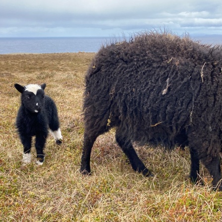 ein Lamm steht neben anderen Schafen der der Shetlandinseln