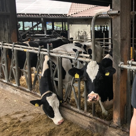 Lars Ruschmeyer im Stall vor seinen Kühen. 