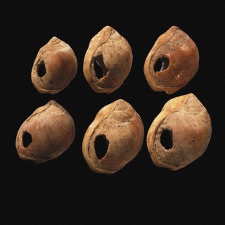 Perforierte Muschelperlen aus der Blombos-Höhle, Südafrika: In den archäologischen Spuren lassen sich drei Phasen erkennen, wie sich die Kunst in der Evolution entwickelt hat - Dekoration, Schmuck und schließlich die schöpferische Kunst