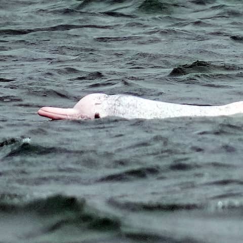 Ein chinesischer weißer Delfin im Meer