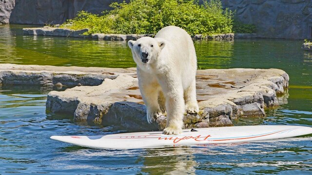 Ein Eisbär im Zoo steigt auf eine im Wasser liegendes Surfbrett.
