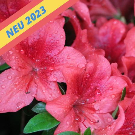 Rote Blüten eines Rhododendron 'Buccaneere' mit Regentropfen in Savill Garden in Windsor.