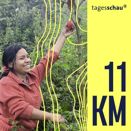 Cenaida Guachagmira pflückt eine Baumtomate auf ihrem Feld