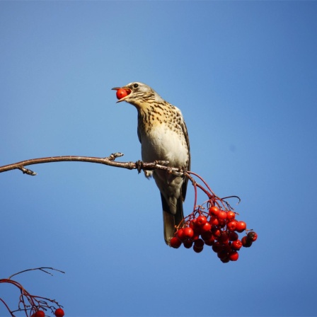 Birding in Bayern - Eine Hör-Safari für Vogelfreunde