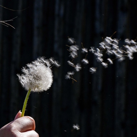 Frau bläst in eine Pusteblume