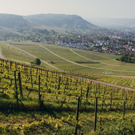 Weinanbau auf Weingut Schwegler 