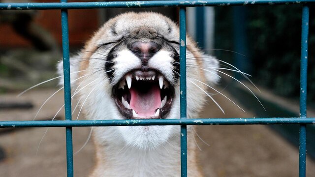 Montana-Puma Missoula im Tierpark Berlin