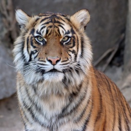Ein Sumatra-Tiger sitzt im Berliner Tierpark