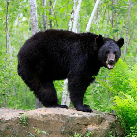 Amerikanischer Schwarzbär (Ursus americanus): Durch regelmäßiges Zittern trainieren Bären ihre Muskeln auch im Winterschlaf. So beugen sie einem zu starken Muskelabbau vor.