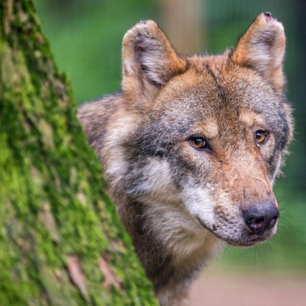 Wie halten wir es in Deutschland künftig mit den Wölfen?