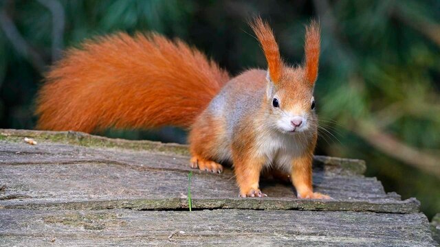 Ein rotes Eichhörnchen kletter auf einem Baumstamm