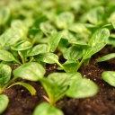 Gartentipp spätes Gemüse säen: Sogenannte Baby Leafs von Spinat in einem Beet.