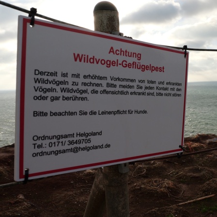 Ein Warnschild an der Steilküste informiert über die Vogel-Geflügelpest 