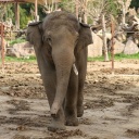 Ein Elefant in seinem Zoo-Gehege.