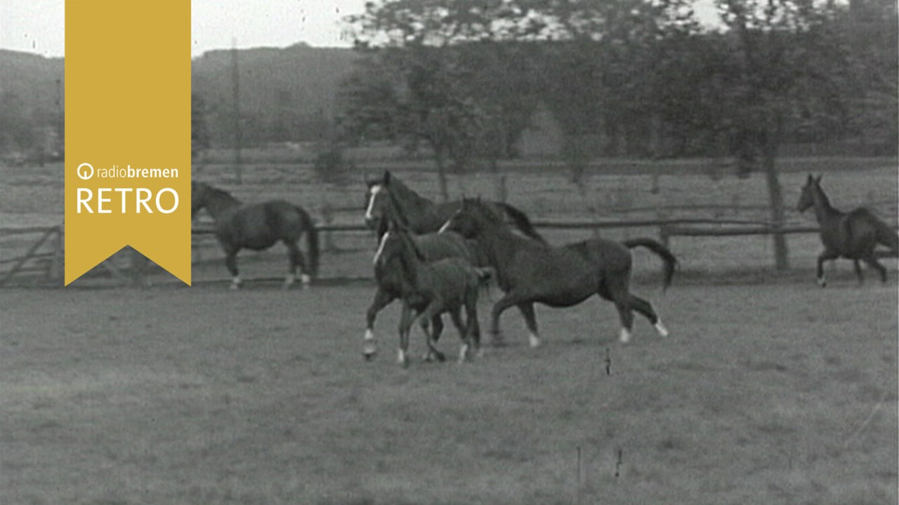 Pferdezucht und -auktion (1961)