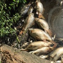 Tote Fische am Ufer eines Teiches.
