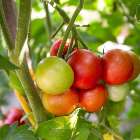 Tomatenpflanzen mit Früchten: Es ist ein weit verbreitetes Gerücht, dass Nachtschattengewächse wie Tomaten nur nachts wachsen. Es stimmt nur insofern, als grundsätzlich alle Pflanzen vor allem nachts wachsen, am stärksten in den frühen Morgenstunden.