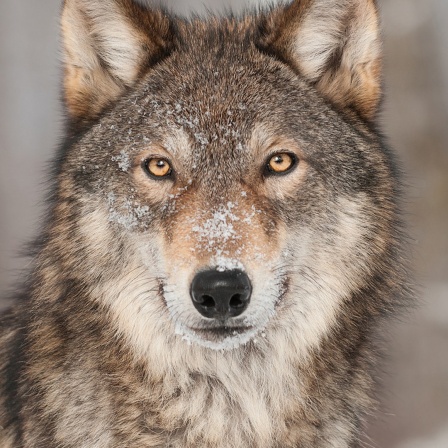 Ein Wolf schaut in die Kamera.