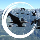 Ein Schwarm von Waldrappen fliegt in Tirol. Der Waldrapp soll mithilfe eines EU-Projekts im Alpenraum wieder heimisch werden.