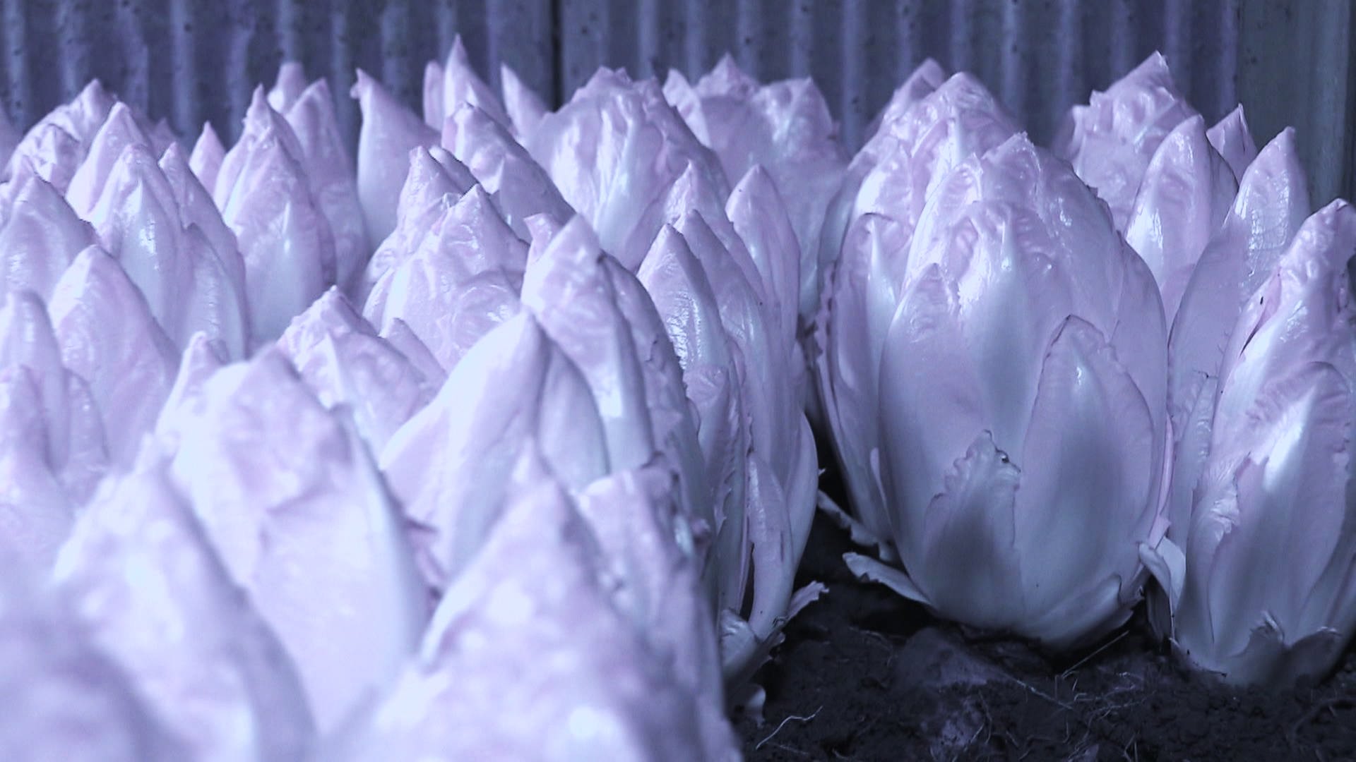 natürlich!: Bio-Chicorée im 'Keller-Anbau' | ARD Mediathek